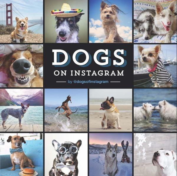 Dogs on Instagram