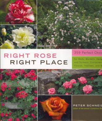 Right Rose, Right Place