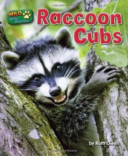 Raccoon Cubs (Wild Baby Animals)