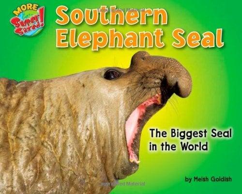 Southern Elephant Seal: The Biggest Seal in the World (More Supersized!)
