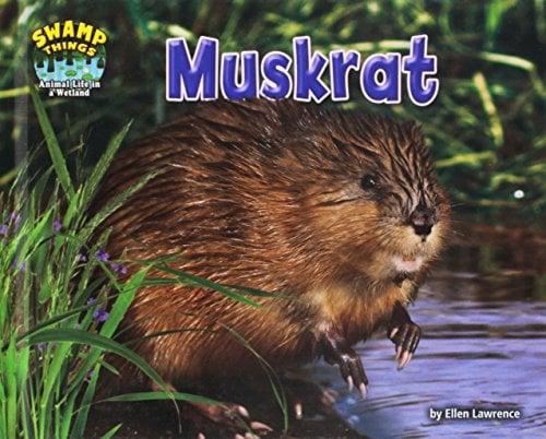 Muskrat (Swamp Things: Animal Life in a Wetland)