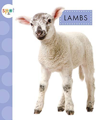 Lambs (Spot Baby Farm Animals)