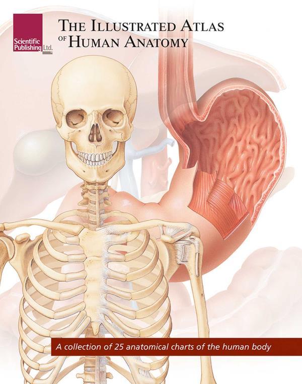 The Illustrated Atlas of Human Anatomy (Atlas Series)